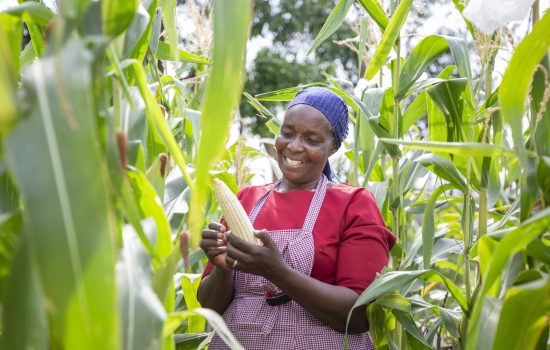 agri-business agri-business